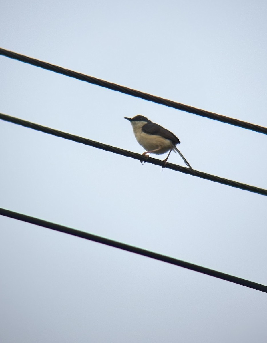 Rostbauchprinie - ML647026313