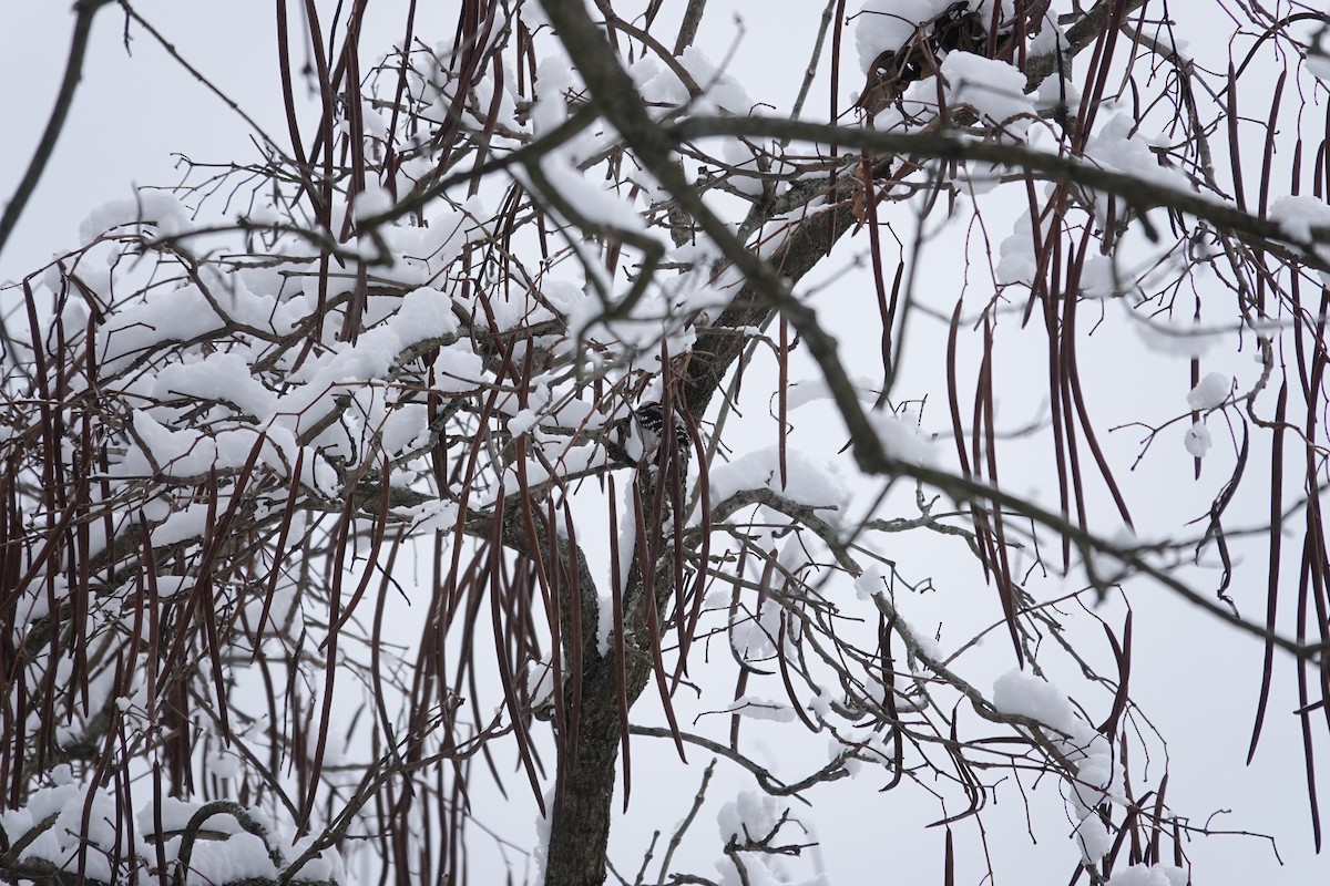 strakapoud osikový - ML647026316