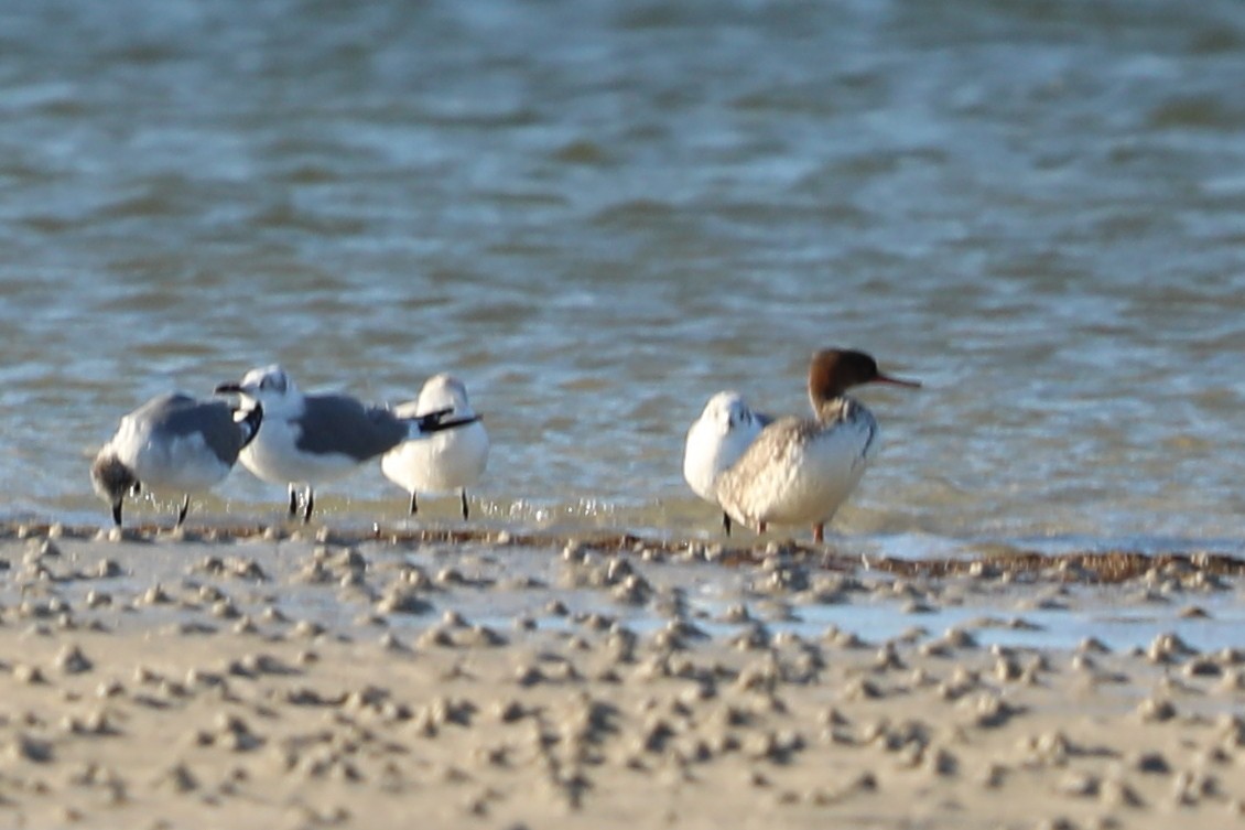 Red-breasted Merganser - ML647026317