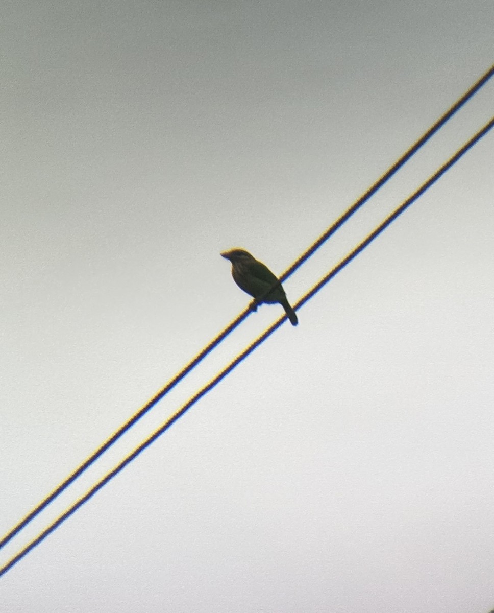 White-cheeked Barbet - ML647026318