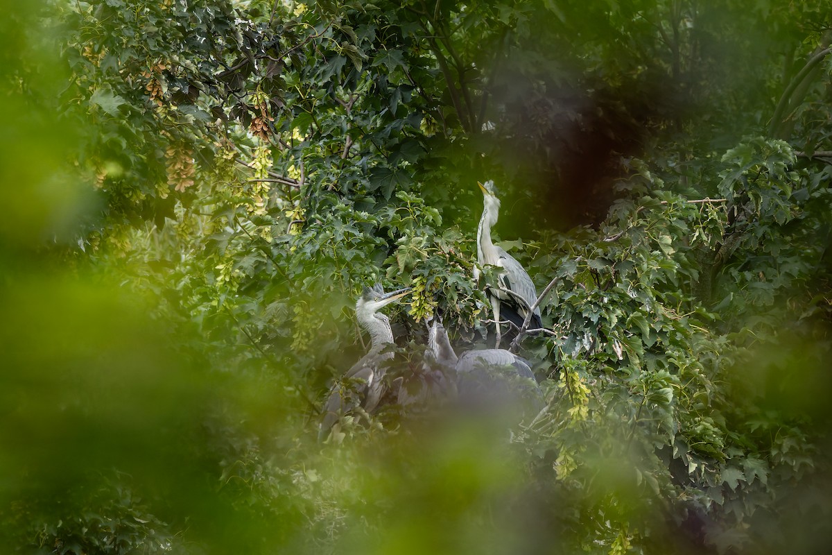 Gray Heron - ML647026321