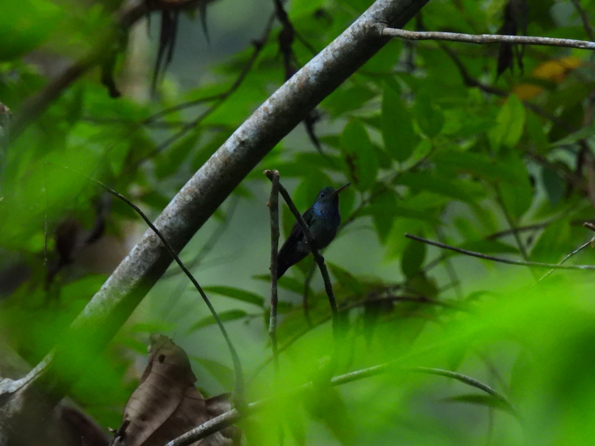 Blue-throated Goldentail - ML647026331