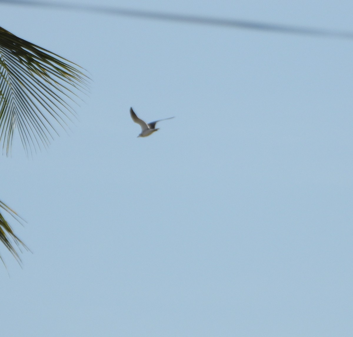 Ацтекская чайка - ML647026347