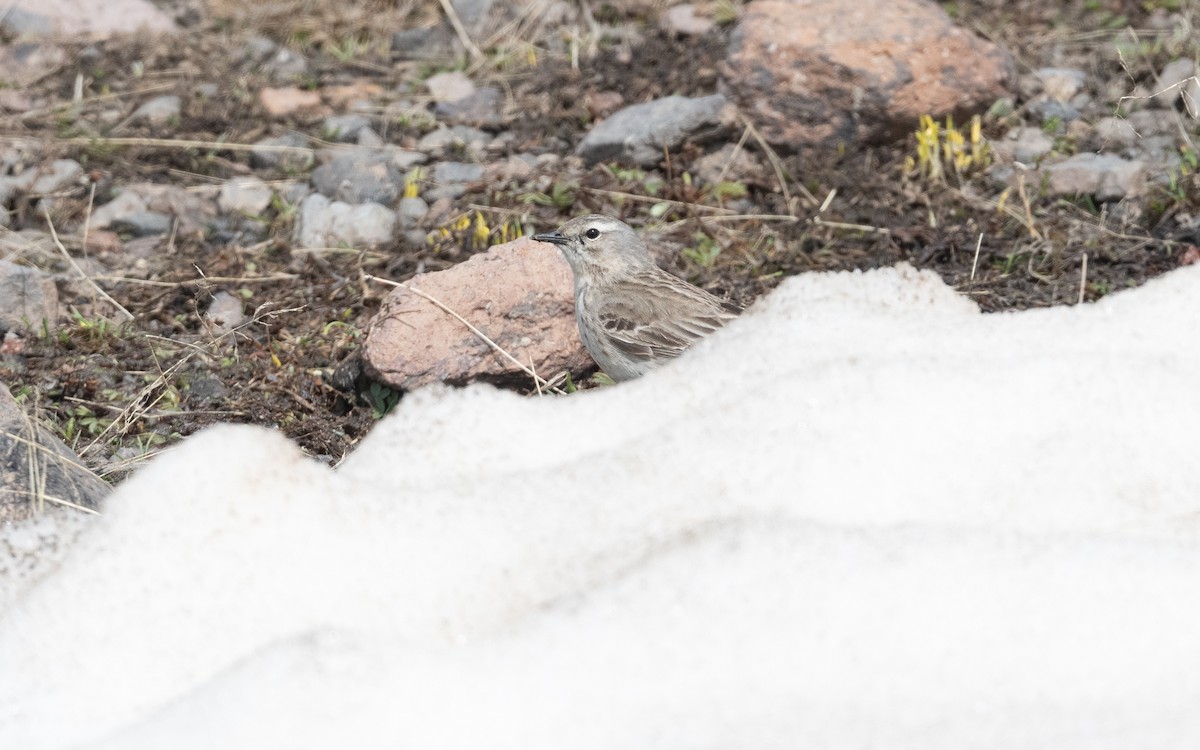 Щеврик гірський - ML647026349