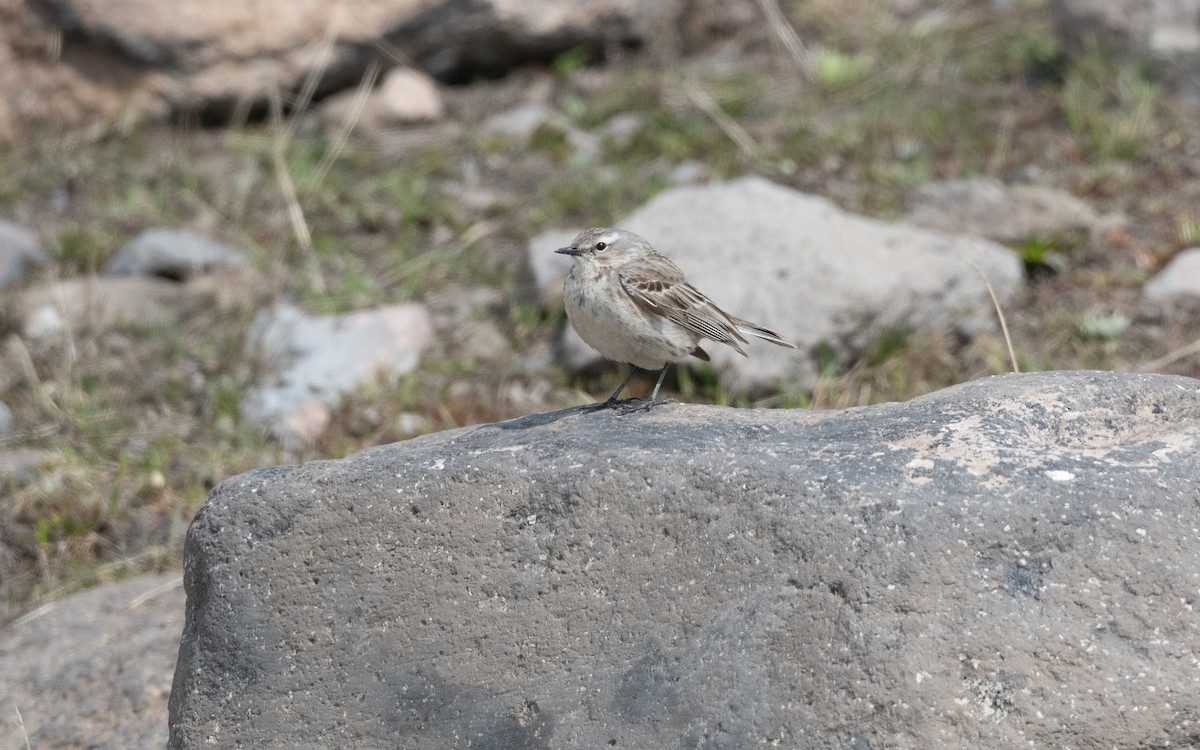Щеврик гірський - ML647026356
