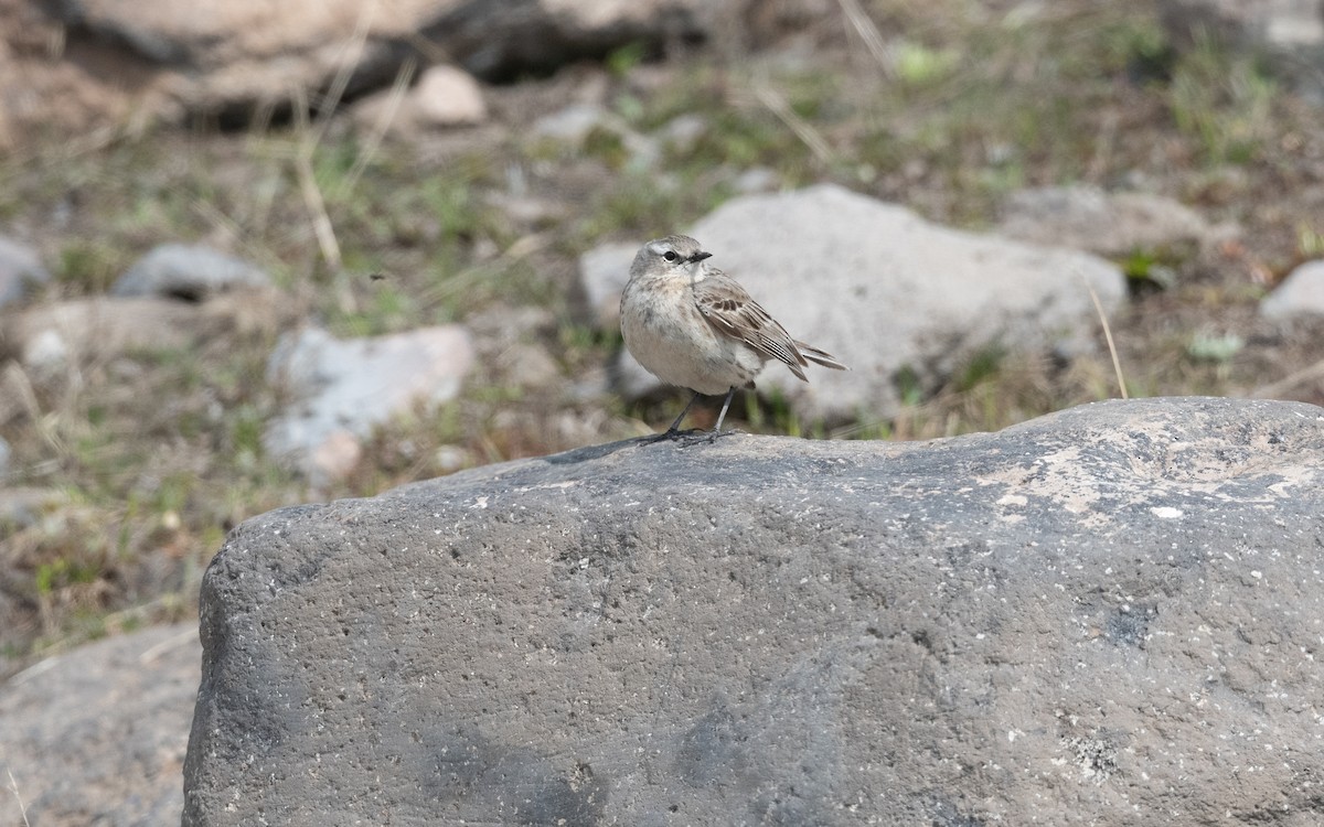 Щеврик гірський - ML647026357