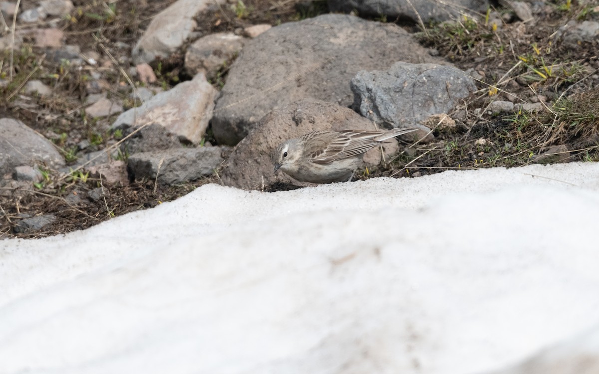 Щеврик гірський - ML647026358
