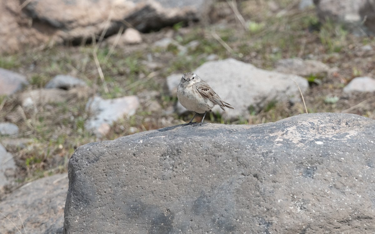 Щеврик гірський - ML647026359