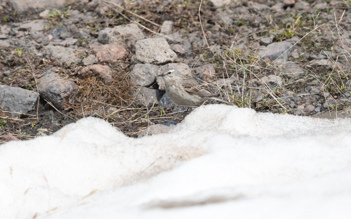 Щеврик гірський - ML647026360