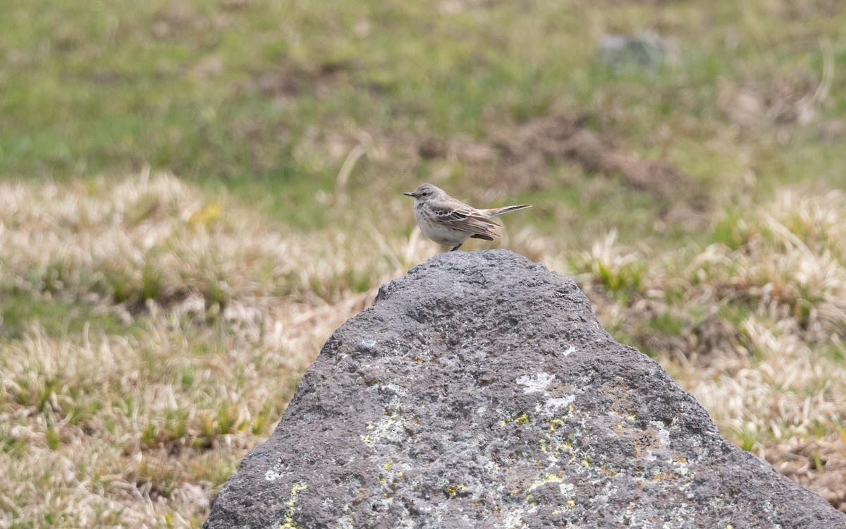Щеврик гірський - ML647026361