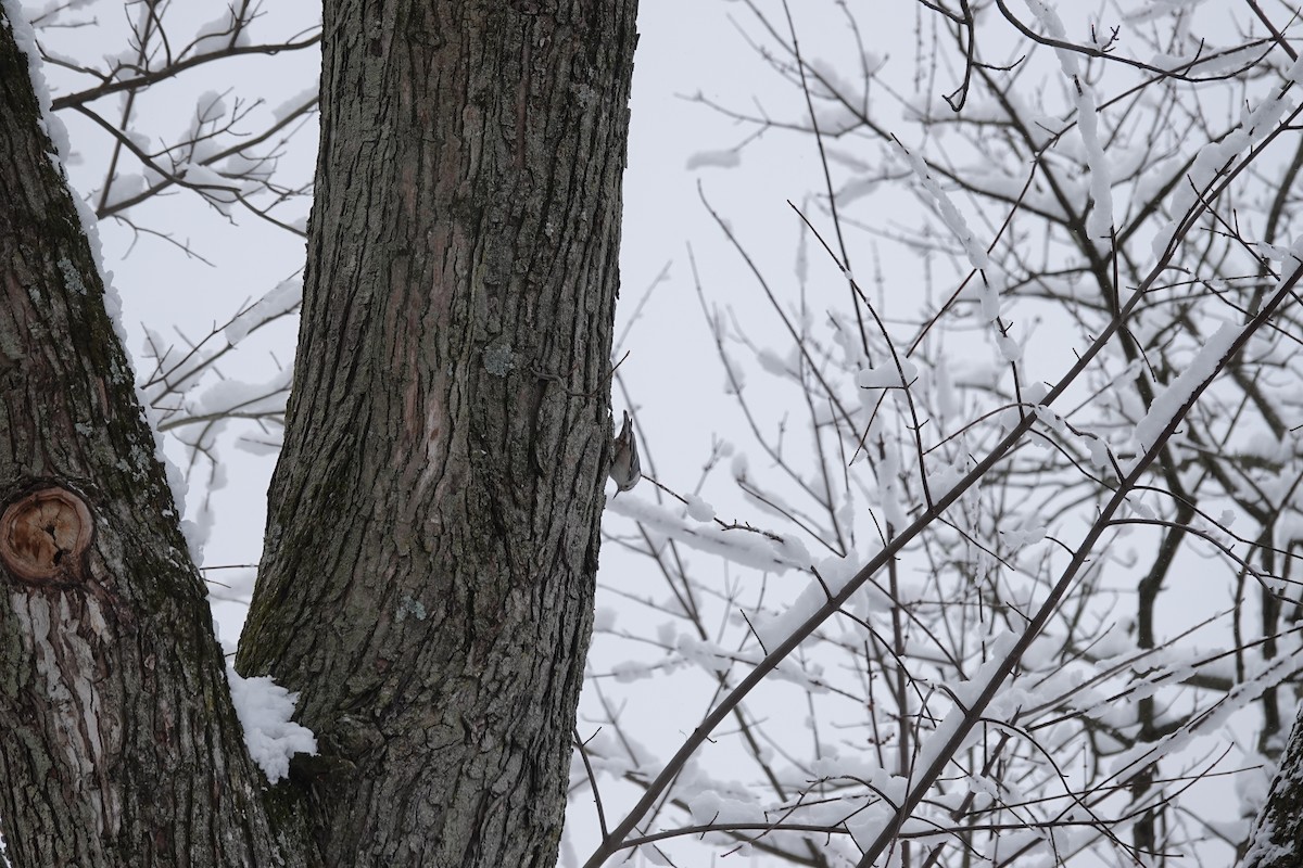 brhlík běloprsý - ML647026363