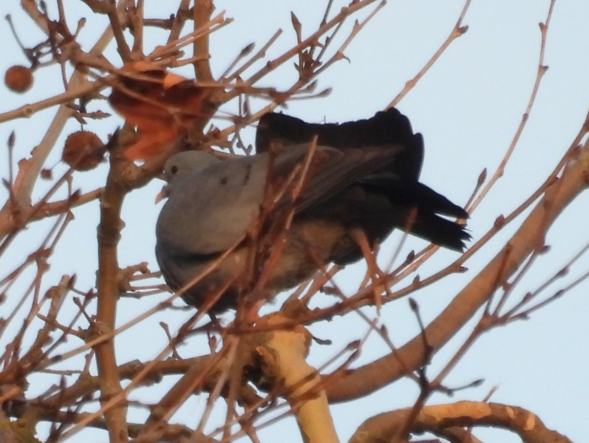 Stock Dove - ML647026364