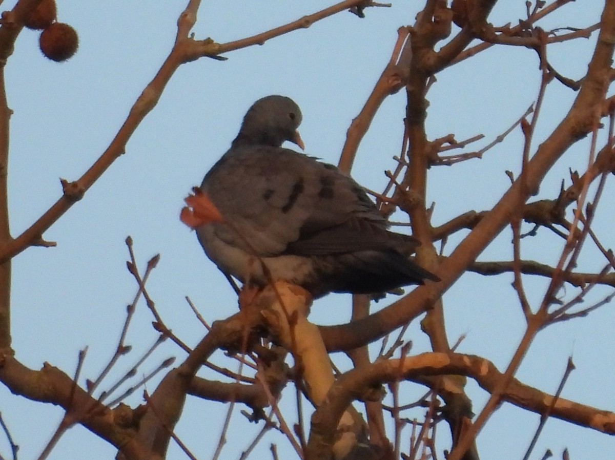 Stock Dove - ML647026365
