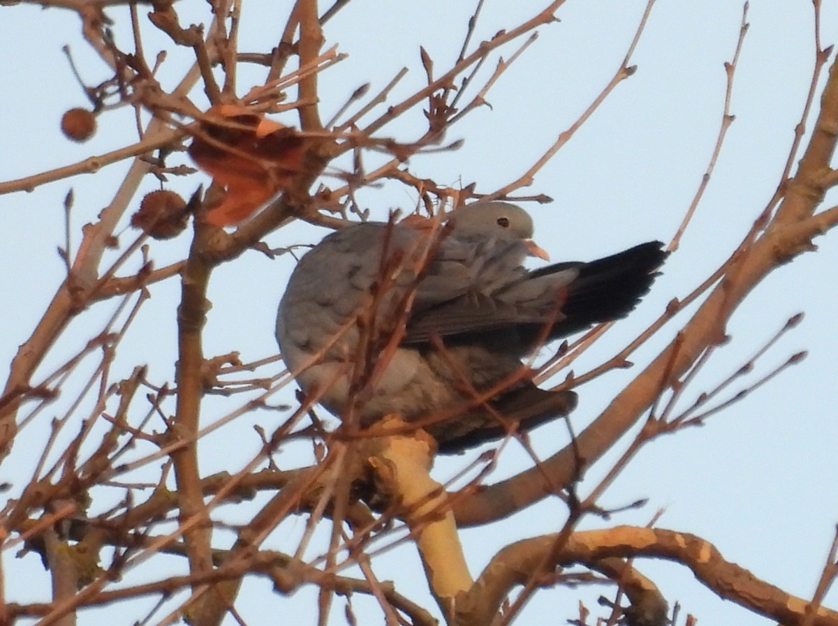 Stock Dove - ML647026366