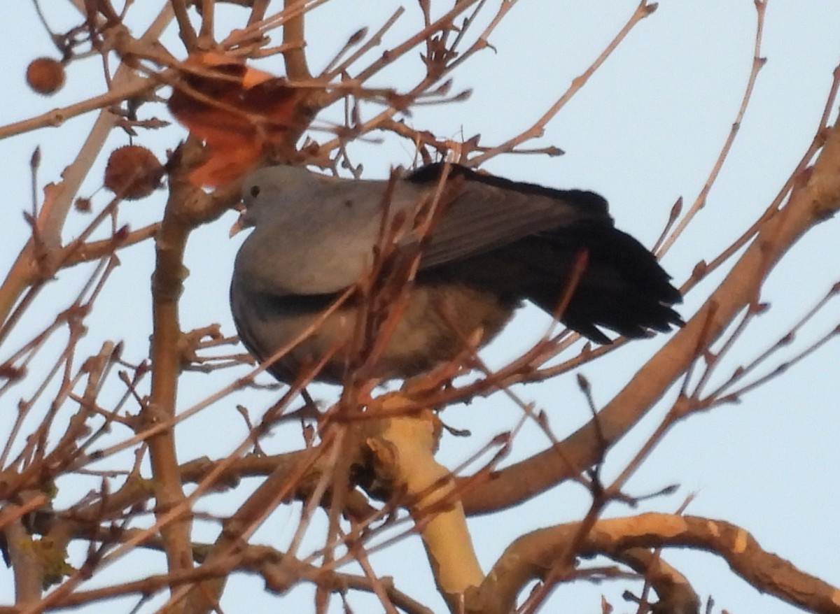 Stock Dove - ML647026367