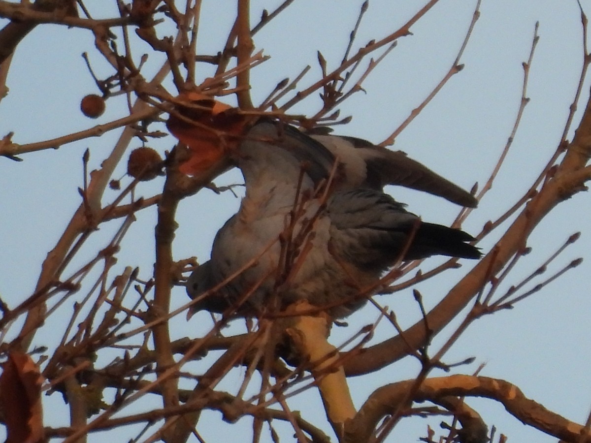 Stock Dove - ML647026368