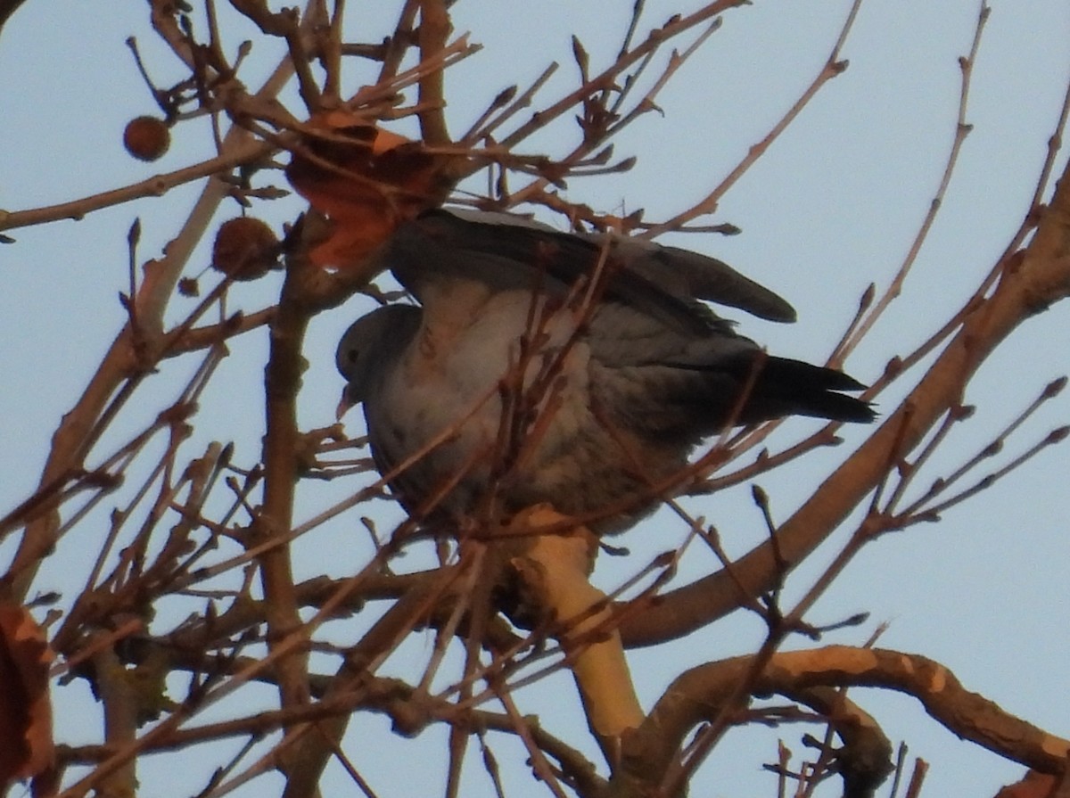 Stock Dove - ML647026369