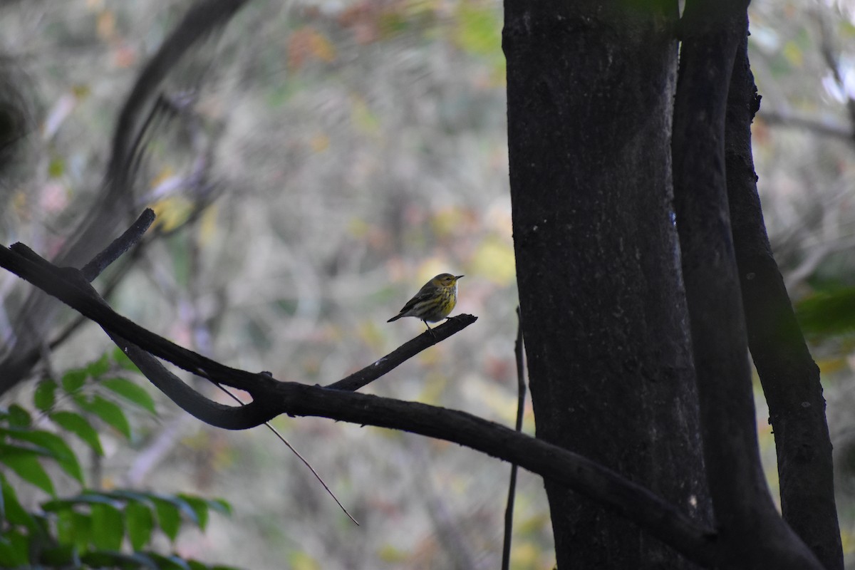 Cape May Warbler - ML647026372