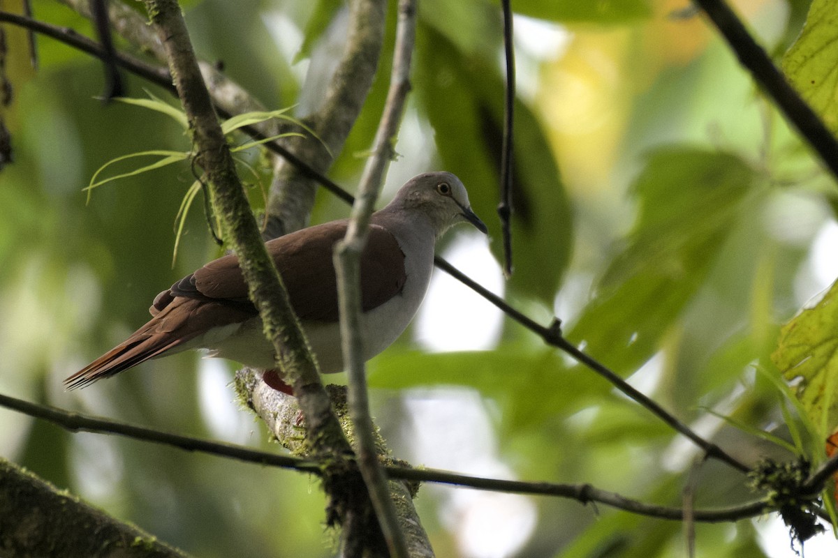 Pallid Dove - ML647026373