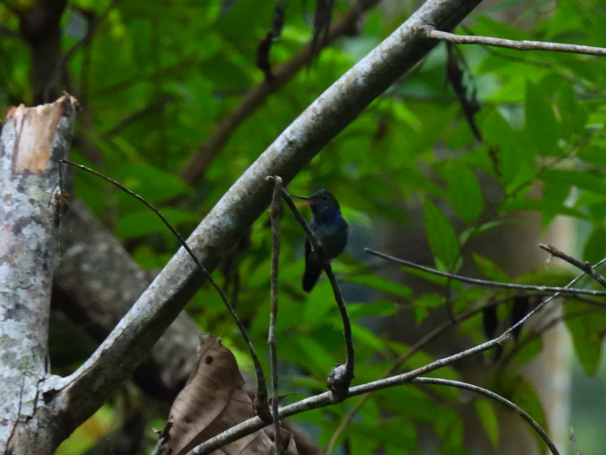 Blue-throated Goldentail - ML647026376