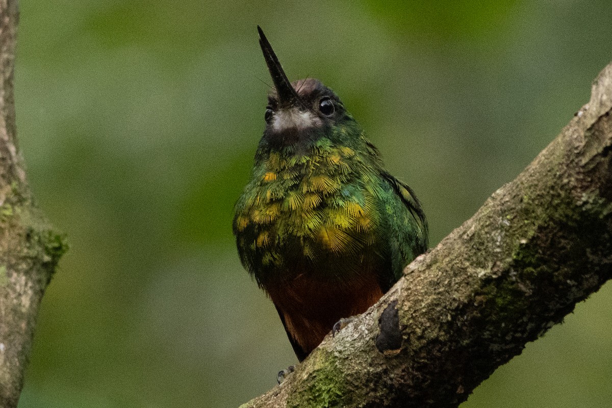 White-chinned Jacamar - ML647026383