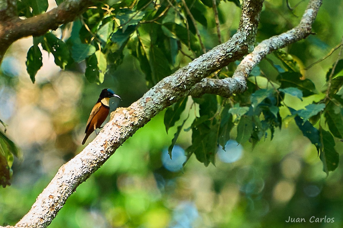 Açık Gerdanlı Nektarkuşu - ML647026385