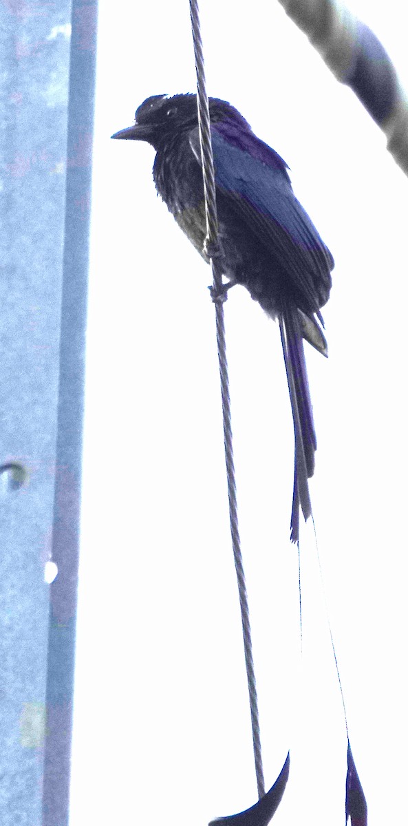 Greater Racket-tailed Drongo - ML647026387