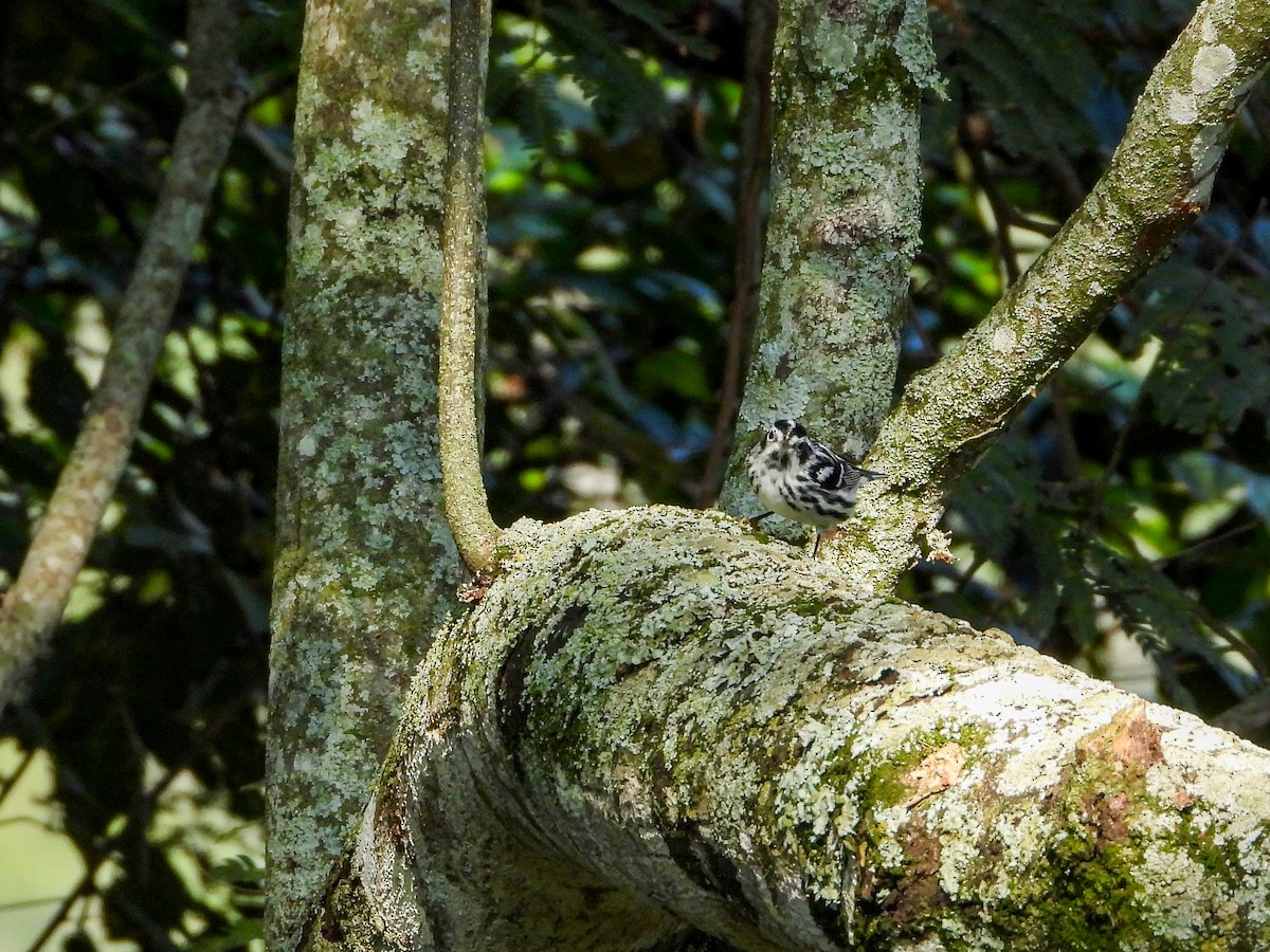 Black-and-white Warbler - ML647026390