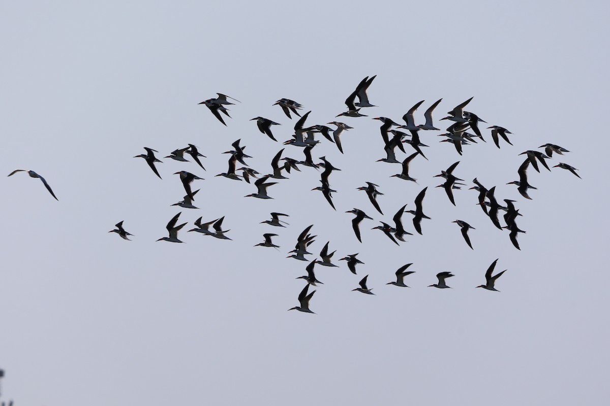 Black Skimmer - ML647026392