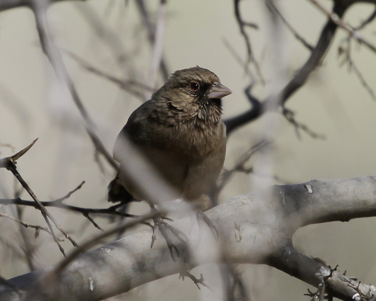 Abert's Towhee - ML647026408