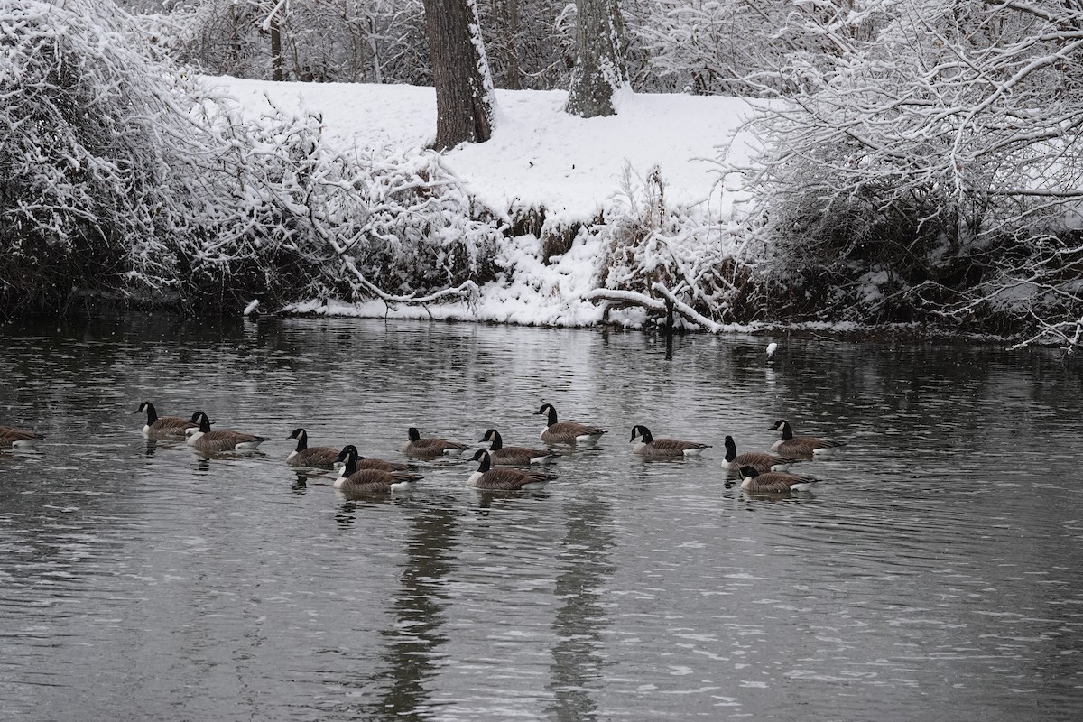 Barnacla Canadiense Grande - ML647026410