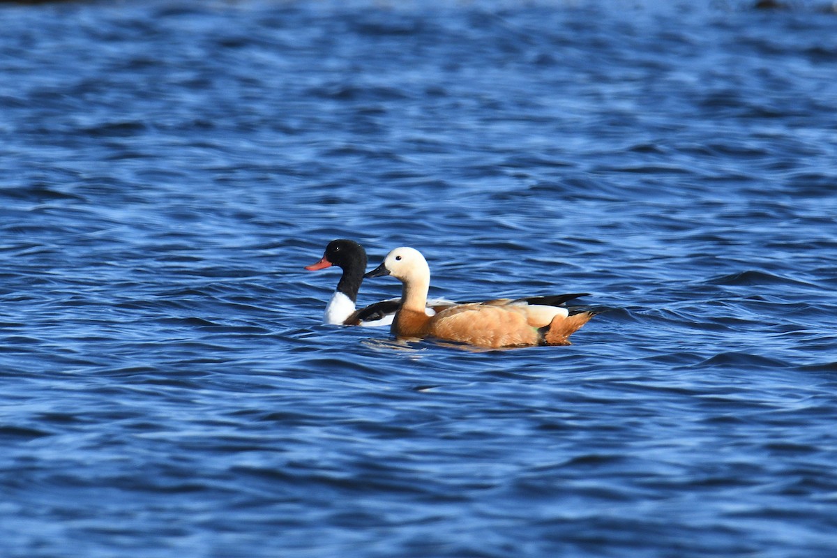 Angıt - ML647026411