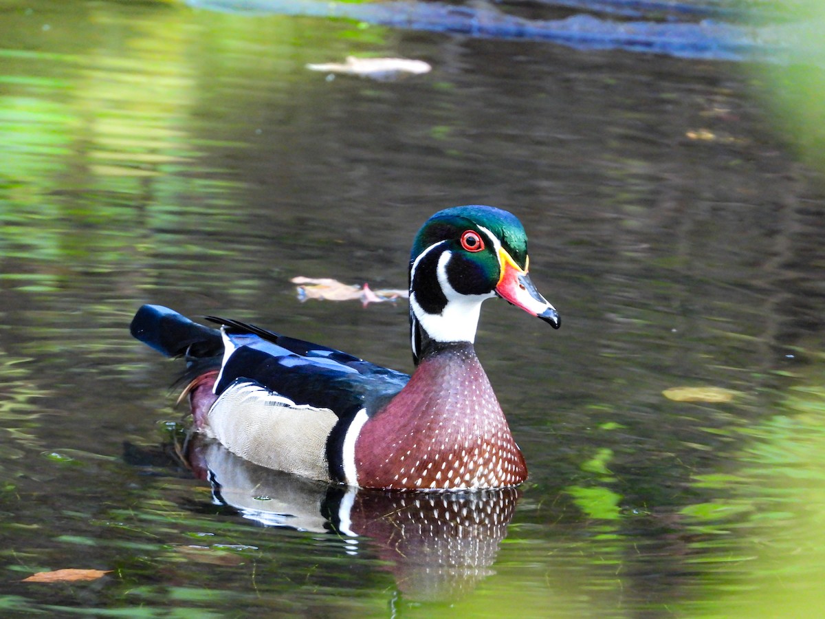 Wood Duck - ML647026412