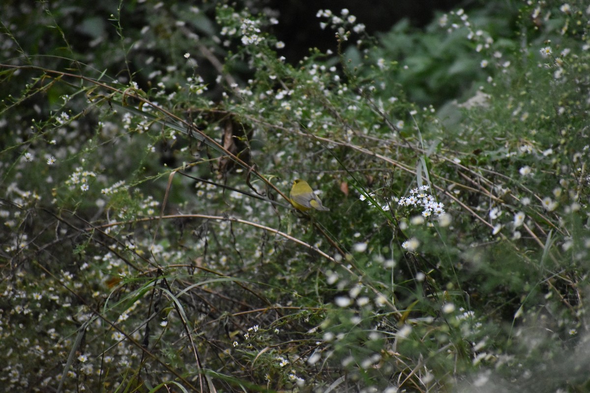 Болотянка чорногорла - ML647026418