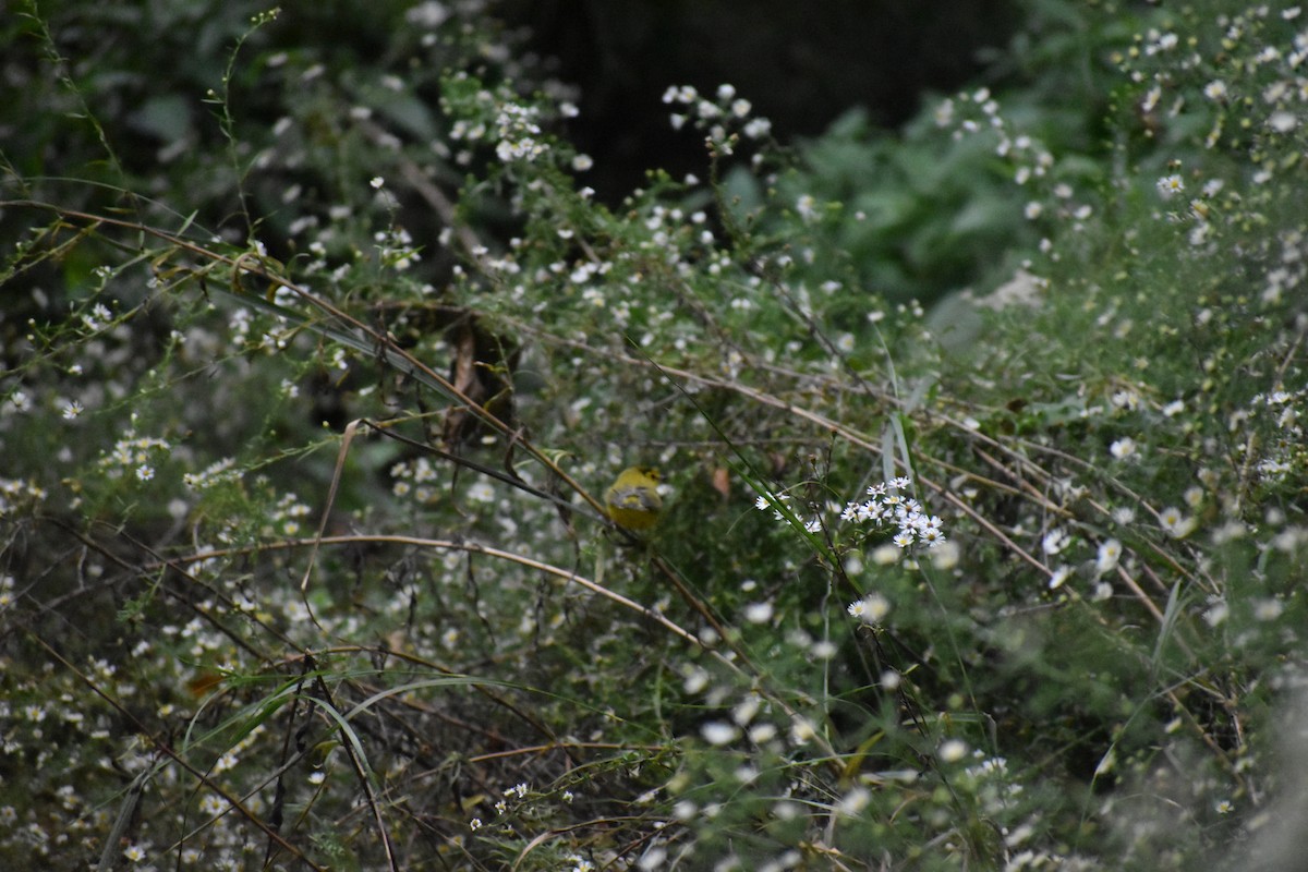 Болотянка чорногорла - ML647026419