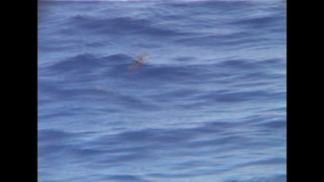 Petrel Acollarado - ML647026428