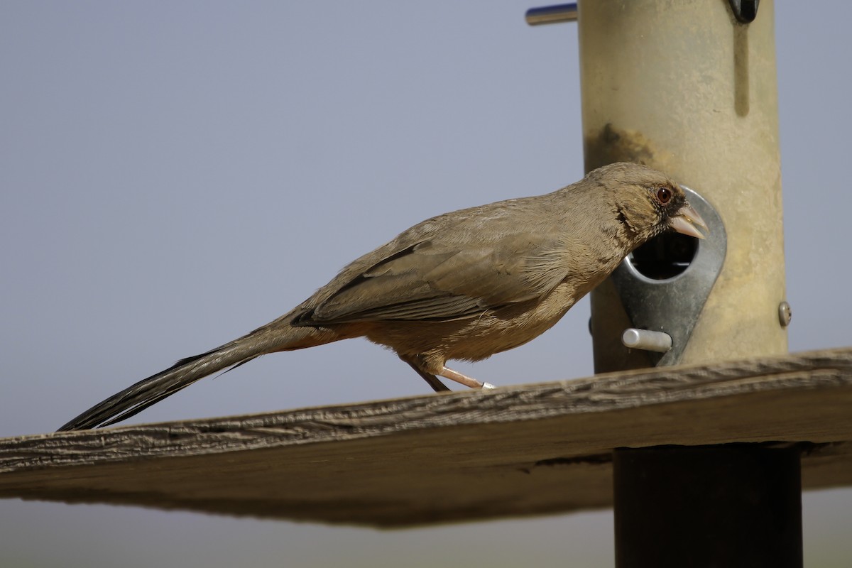 Abert's Towhee - ML647026430