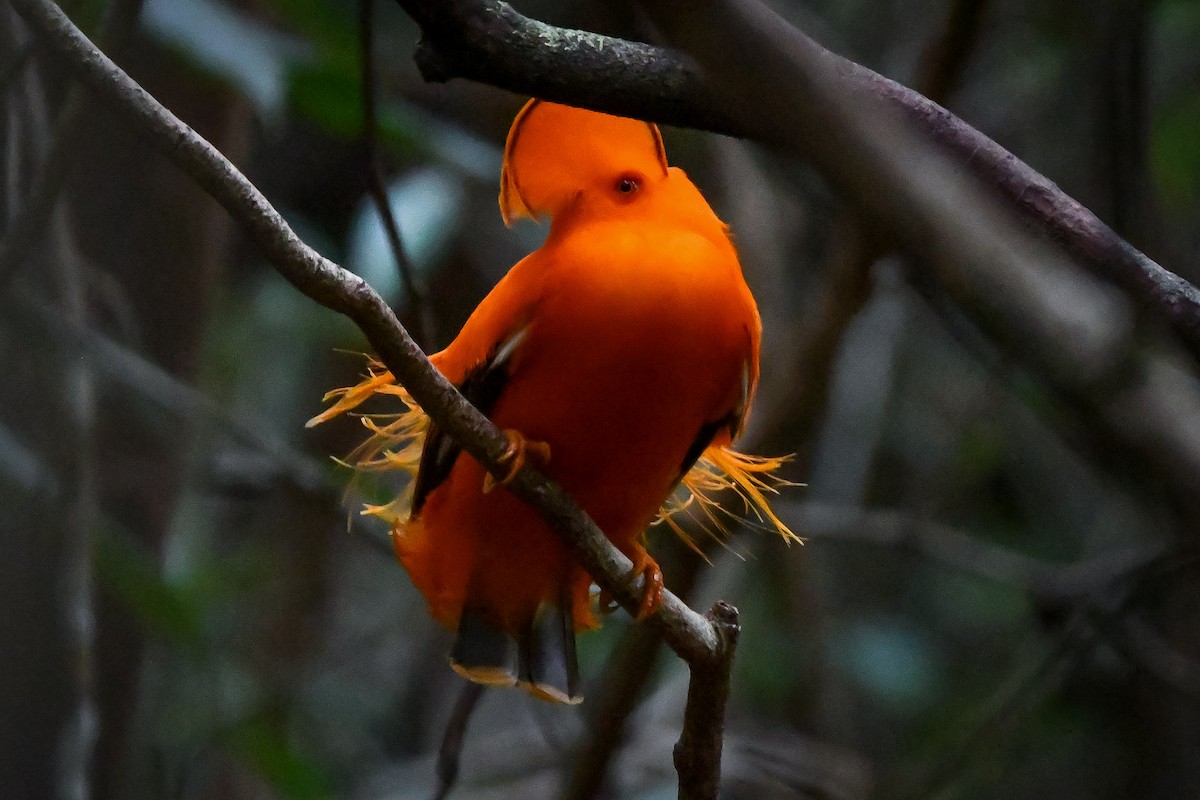 Guianan Cock-of-the-rock - ML647026434