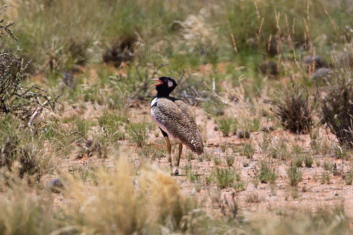 drop bělolící - ML647026441