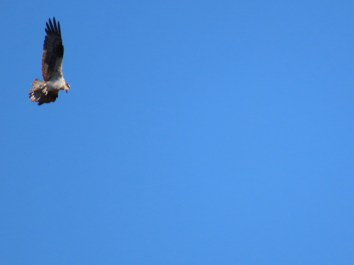 Arrano arrantzalea - ML647026445