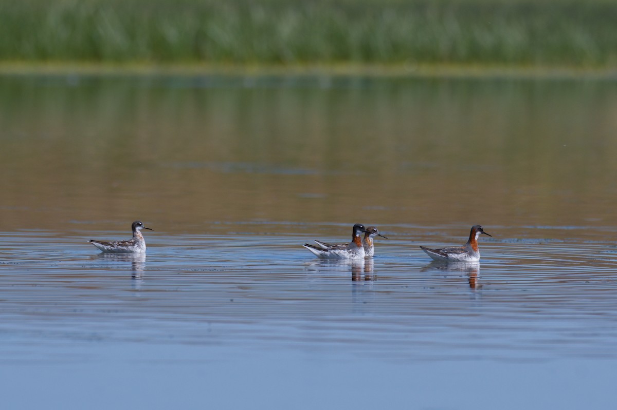 Red-necked Phalarope - ML647026446