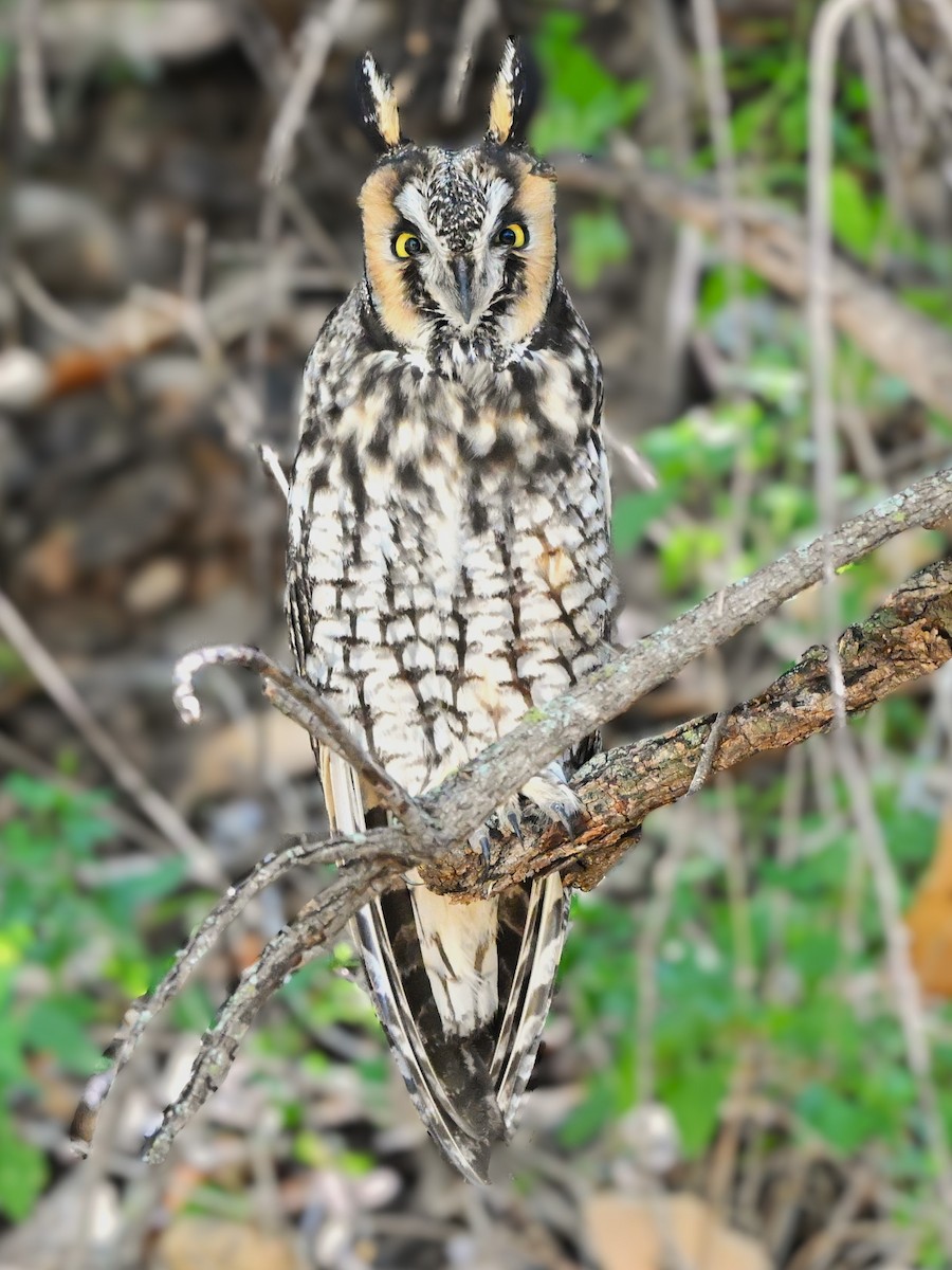 Long-eared Owl - ML647026448