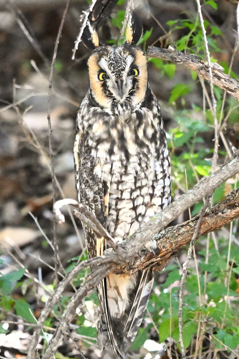 Long-eared Owl - ML647026449