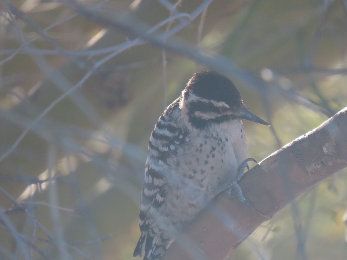 Ladder-backed Woodpecker - ML647026460