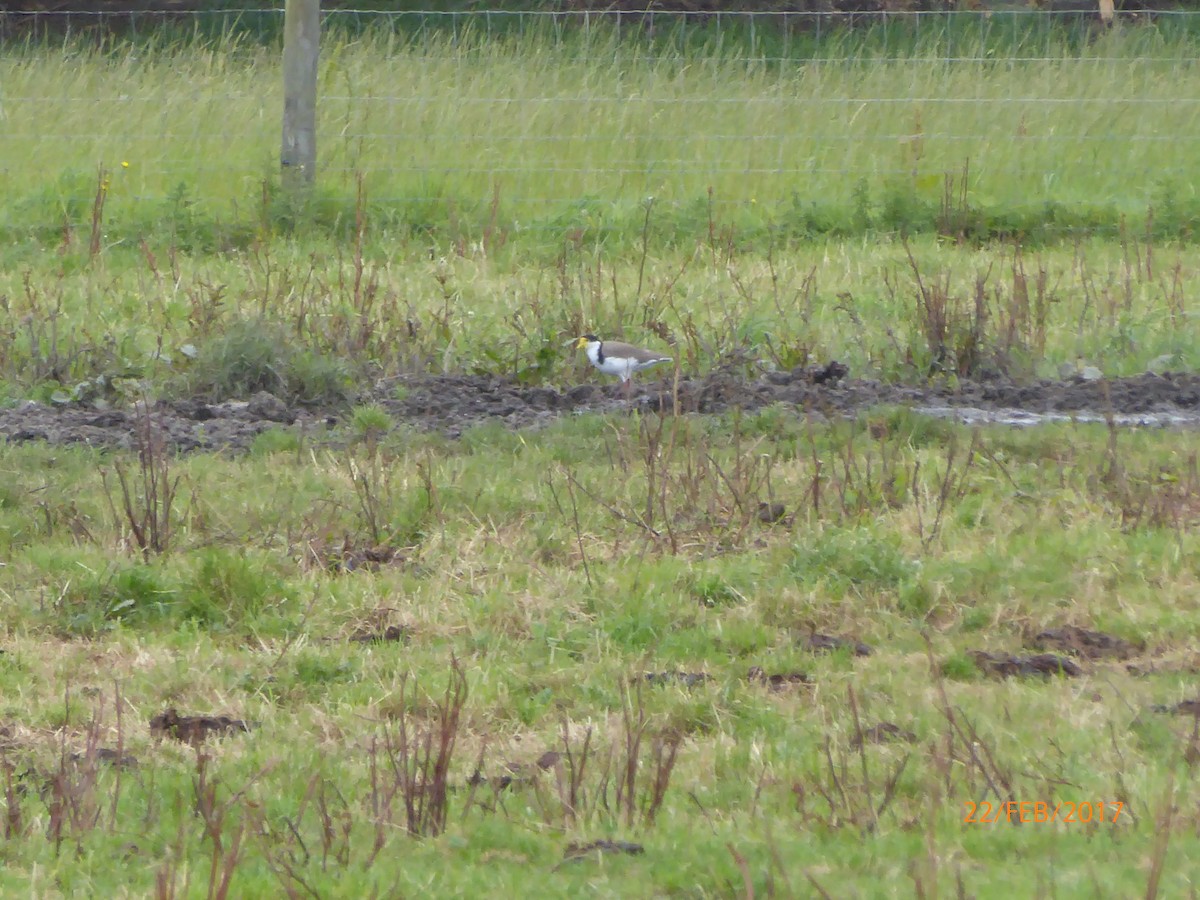 Hegabera maskaraduna - ML647026466