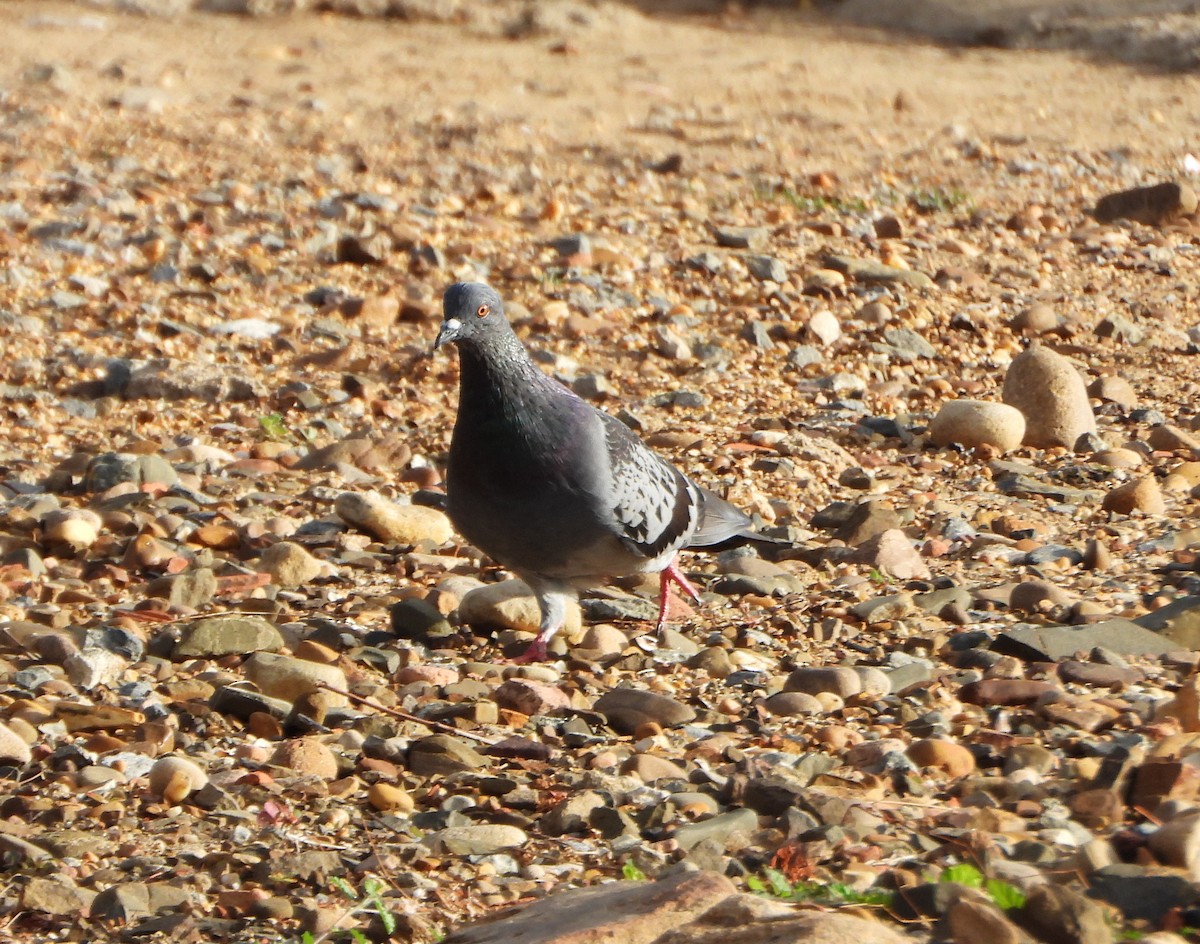 Haitz-usoa (etxekoa) - ML647026467