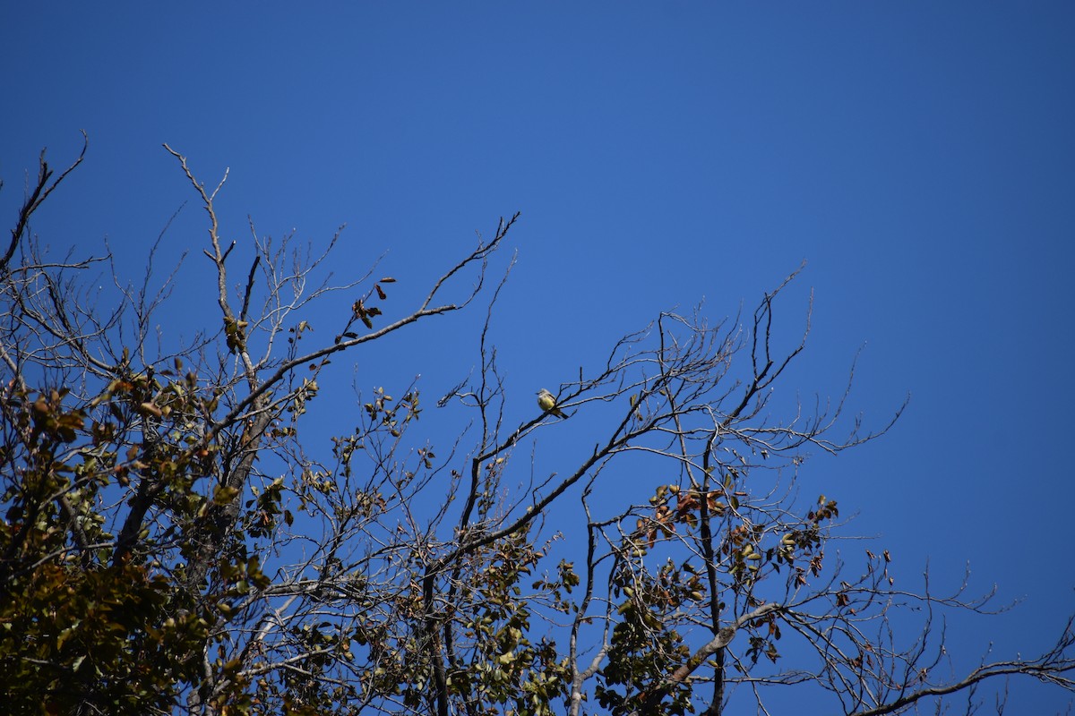 Western Kingbird - ML647026469