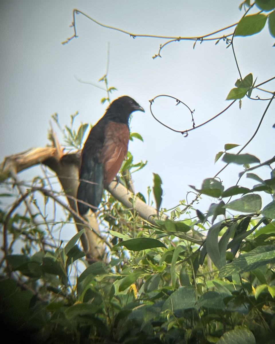 Greater Coucal - ML647026470