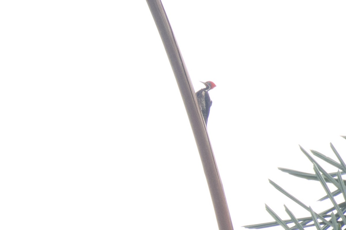 Lineated Woodpecker (Dusky-winged) - ML647026471