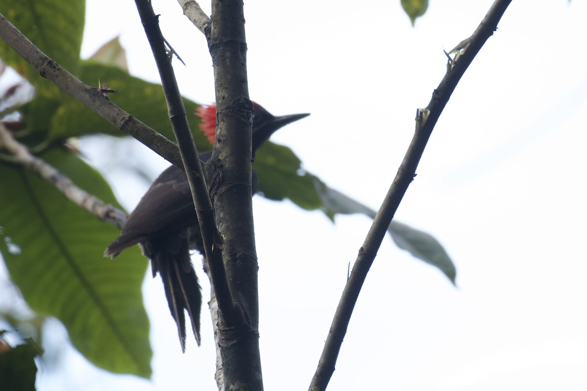 Lineated Woodpecker (Dusky-winged) - ML647026472